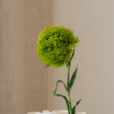 Dianthus Flower ("Green Trick") Light Green