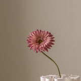 Gerbera Pink