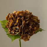 Hydrangea Brown