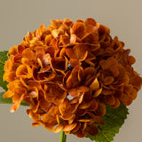 Hydrangea Orange