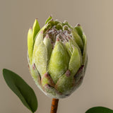 King Protea Green