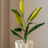 Lily Bud