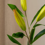 Lily Bud