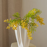 Mimosa Branch