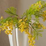 Mimosa Branch