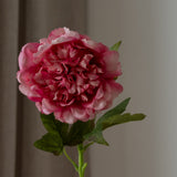 Peony Flower Pink