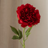 Peony Flower Red