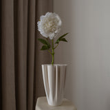 Peony Flower White