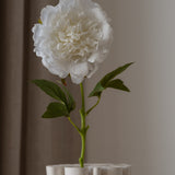 Peony Flower White