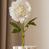 Peony Flower White