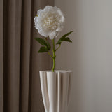 Peony Flower White