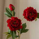 Peony Flower Red