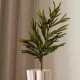 Pine Needle Tree Branch