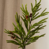 Pine Needle Tree Branch