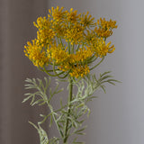 Queen Anne's Lace Flower Yellow