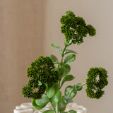 Sedum Spray Green
